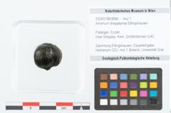 Foto (Objekt + Etikett) von Salisburia eocenica Ettingshausen (NHMW-GEO-2024-0188-8985)